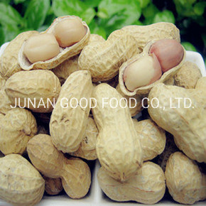 Roasted Peanut in shell